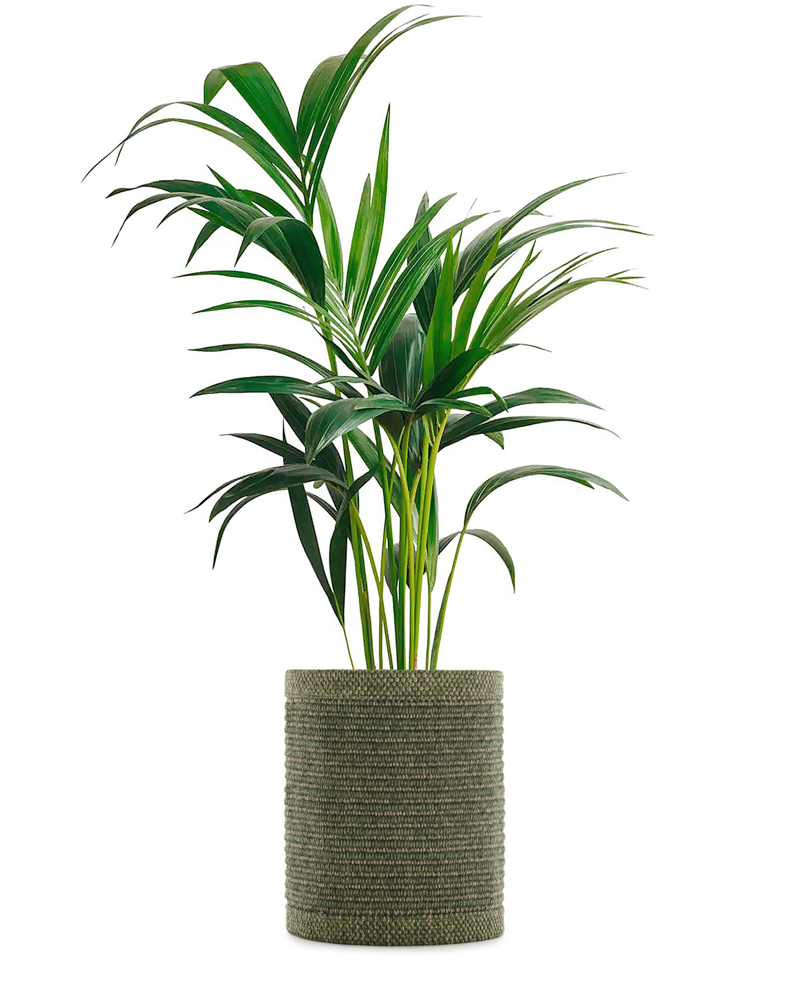Kartell Vases & Maxi Vases KLEO Cachepot GREEN | Kartell